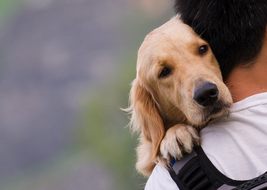 Your relationship with your dog is similar to the parent-child relationship